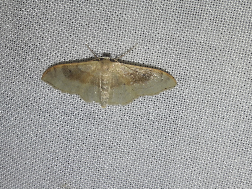 Idaea degeneraria - barnasávos araszoló