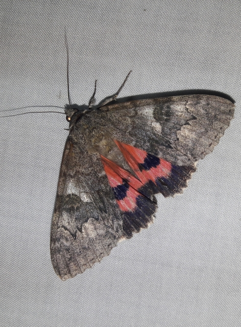 Catocala nupta - piros övesbagoly