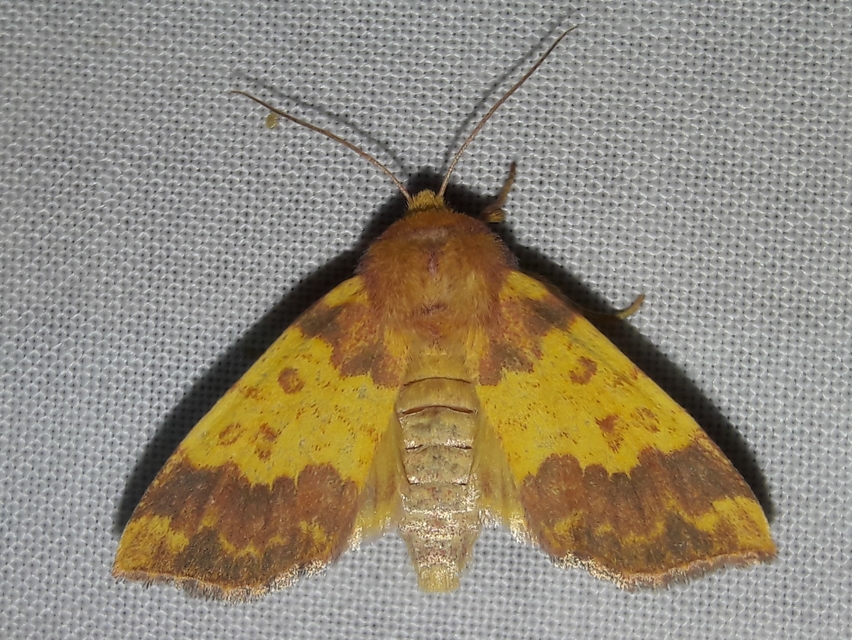 Tiliacea aurago - aranyló sárgabagoly