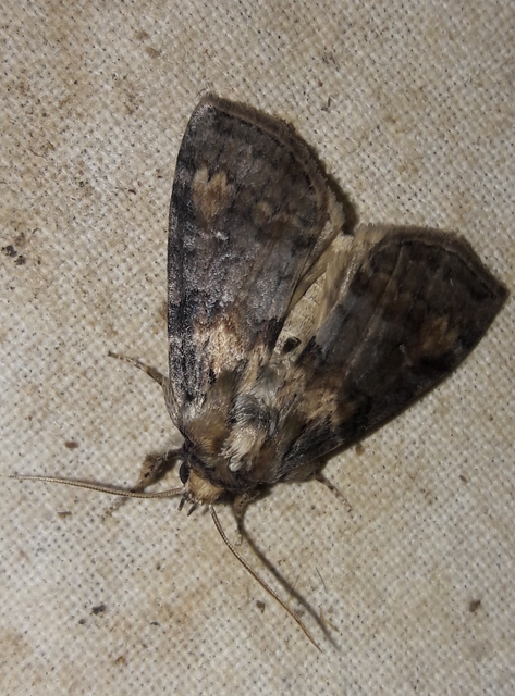 Cymatophorima diluta - őszi pihésszövő