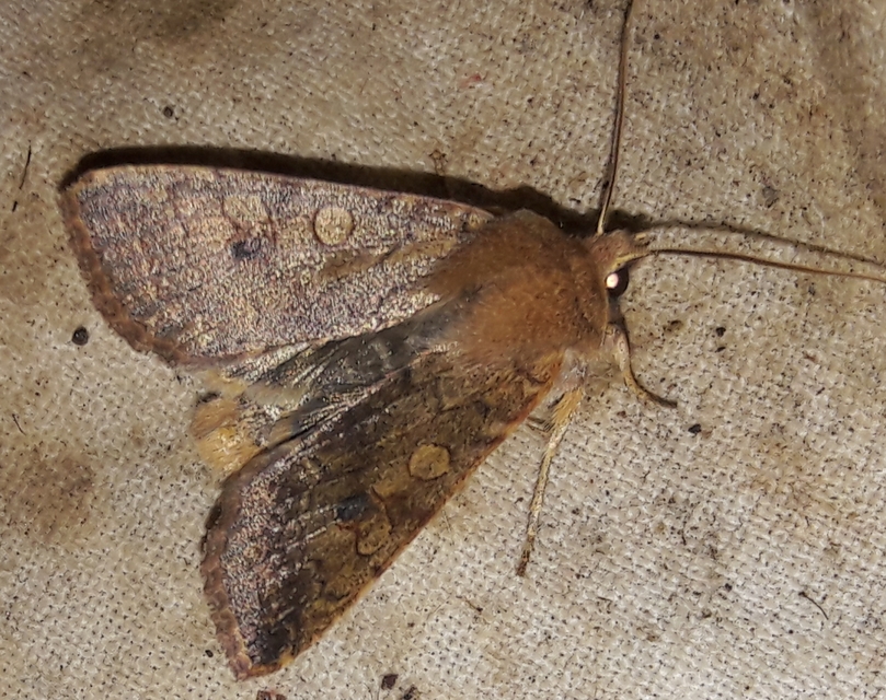 Sunira circellaris - okkersárga őszibagoly