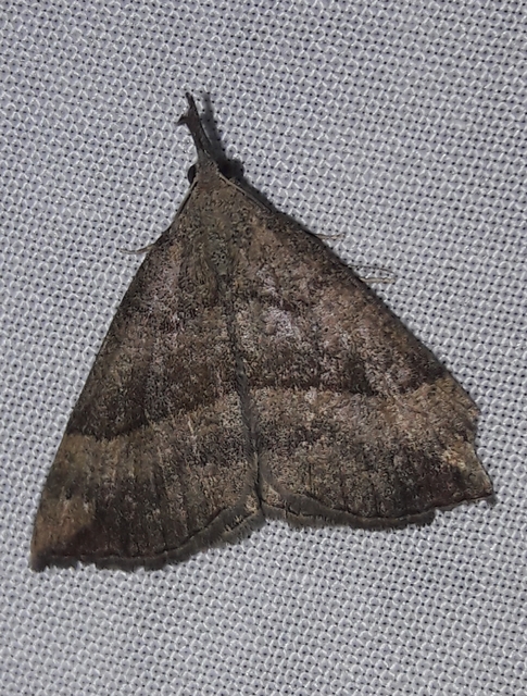 Hypena proboscidalis - ormányos karcsúbagoly