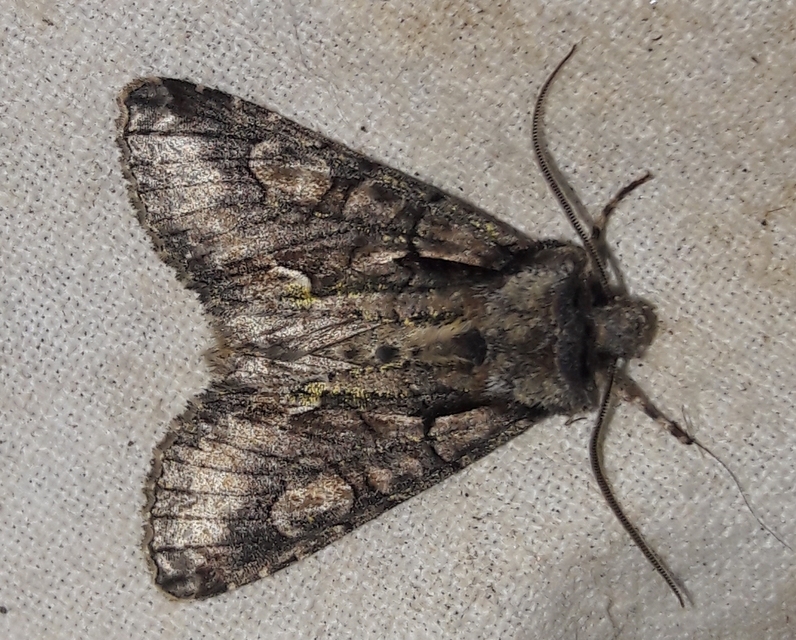 Allophyes oxyacanthae - galagonyabagoly