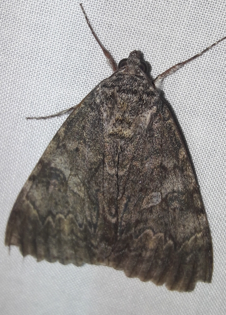Catocala nupta - piros övesbagoly