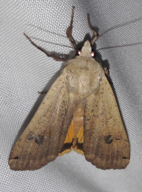 Noctua pronuba - nagy sárgafűbagoly
