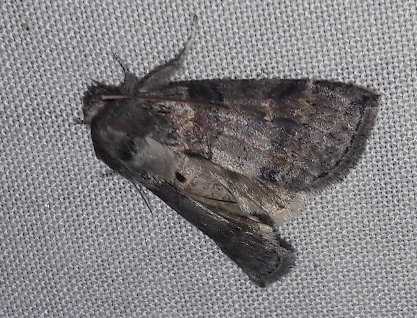 Cymatophorima diluta - őszi pihésszövő