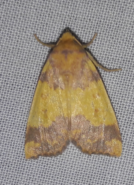 Tiliacea aurago - aranyló sárgabagoly