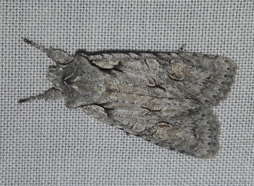 Lithophane ornitopus - közönséges fabagoly
