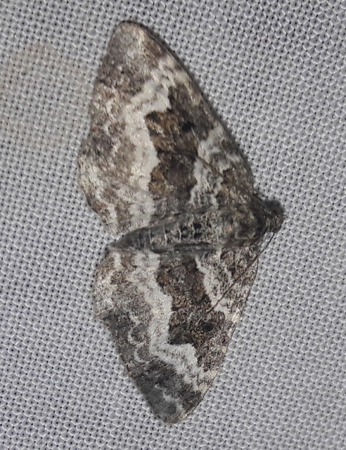 Epirrhoe alternata - galaj-tarkaaraszoló