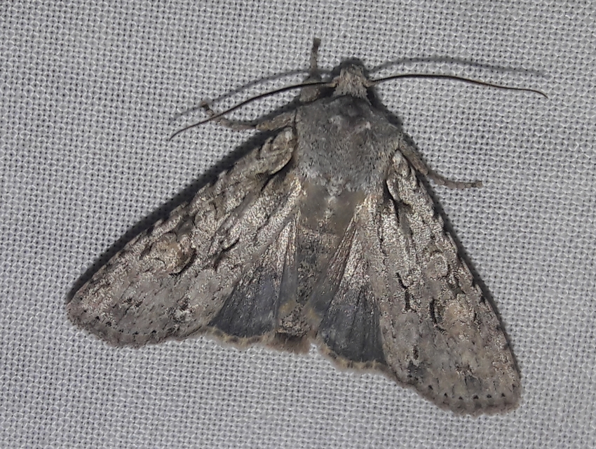 Lithophane ornitopus - közönséges fabagoly