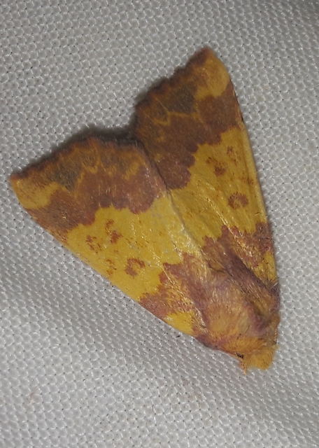 Tiliacea aurago - aranyló sárgabagoly