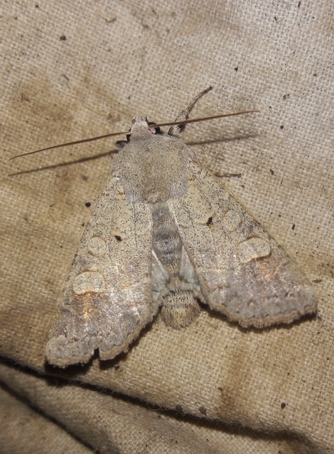 Ammoconia caecimacula - szürke őszibagoly