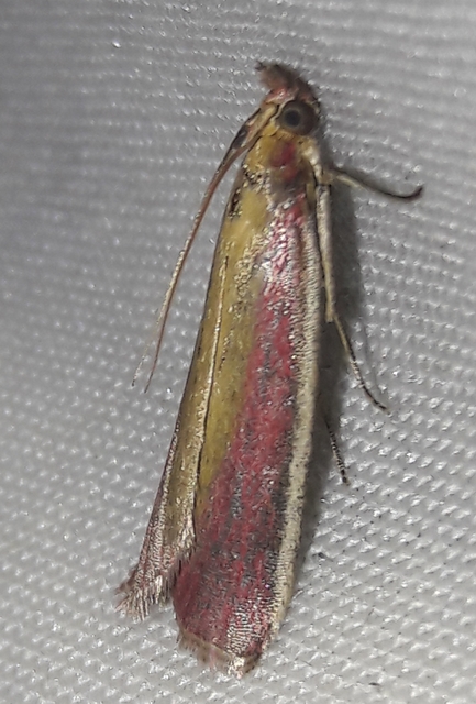 Oncocera semirubella - lucernamoly
