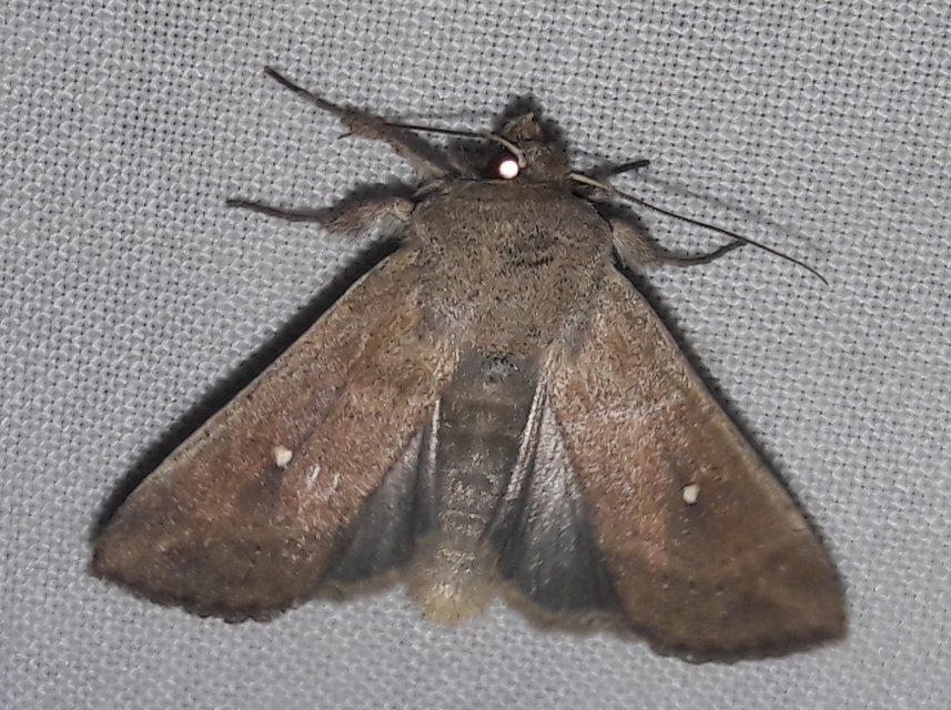 Mythimna albipuncta - fehérpettyes rétibagoly