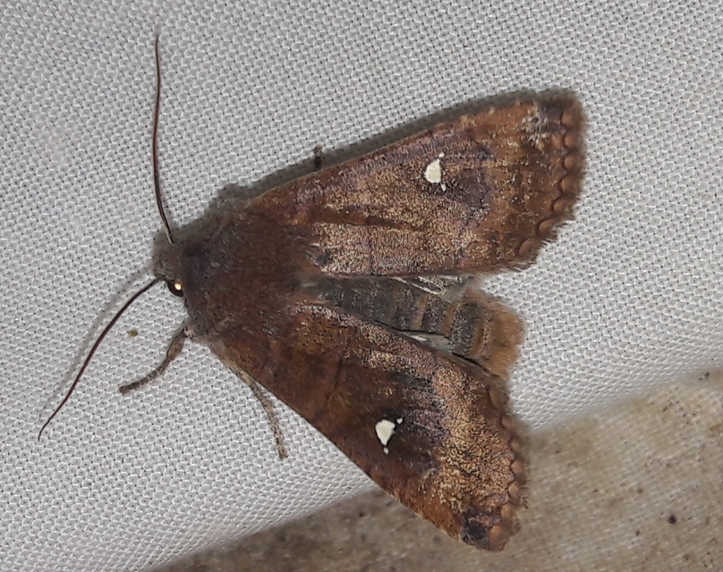 Eupsilia transversa - holdacskás télibagoly