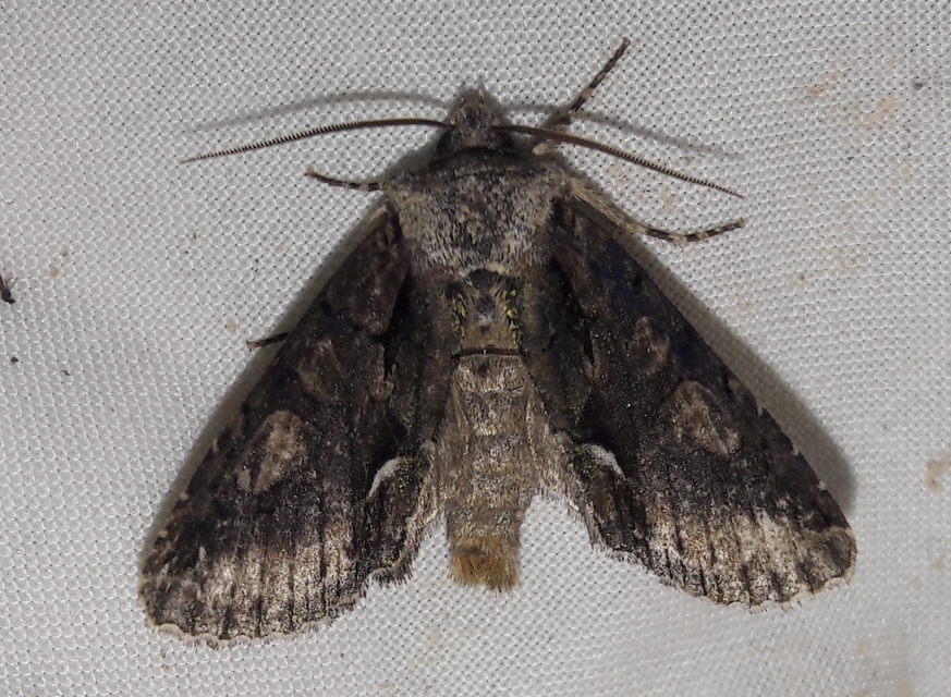 Allophyes oxyacanthae - galagonyabagoly