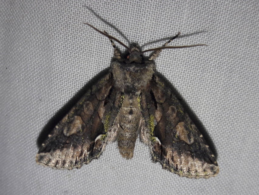 Allophyes oxyacanthae - galagonyabagoly
