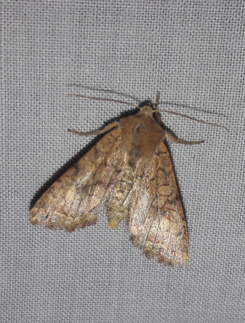 Sunira circellaris - okkersárga őszibagoly