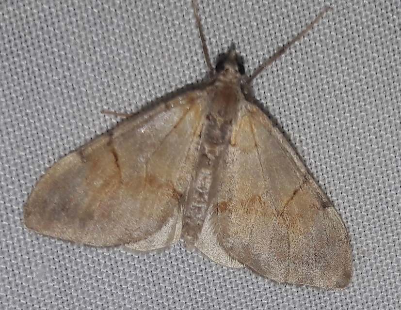 Pennithera firmata - sárgásvörös fenyőaraszoló