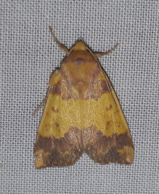 Tiliacea aurago - aranyló sárgabagoly