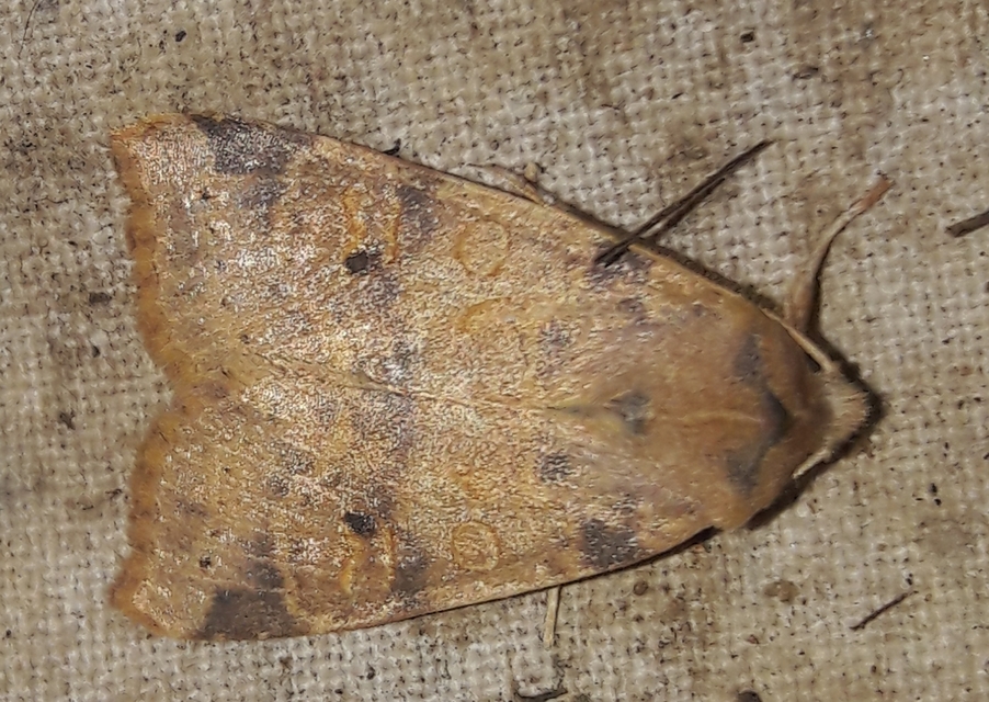 Cirrhia ocellaris - fakó sárgabagoly