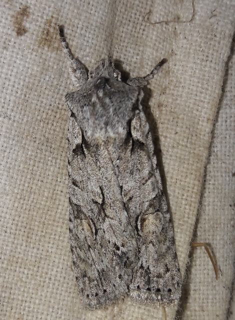 Lithophane ornitopus - közönséges fabagoly