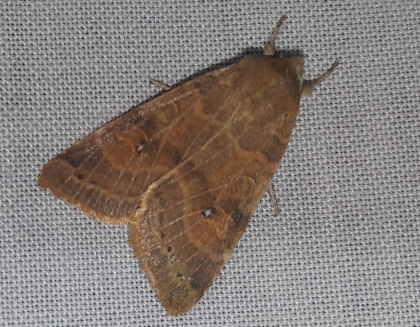Cirrhia ocellaris - fakó sárgabagoly