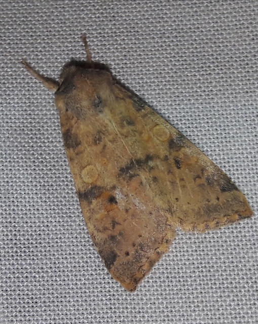 Cirrhia ocellaris - fakó sárgabagoly