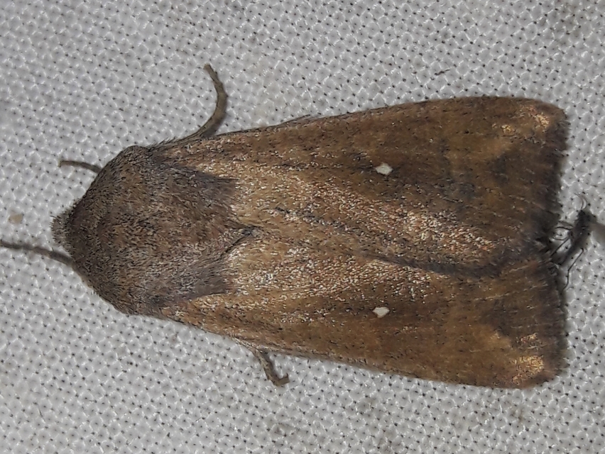 Mythimna albipuncta - fehérpettyes rétibagoly