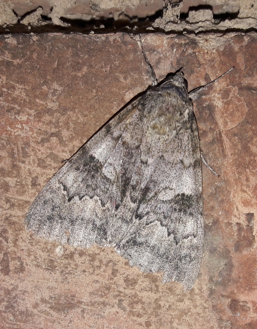 Catocala nupta - piros övesbagoly