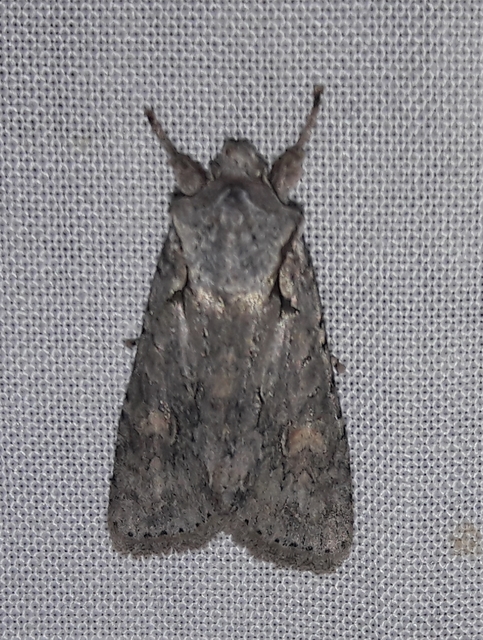 Lithophane ornitopus - közönséges fabagoly
