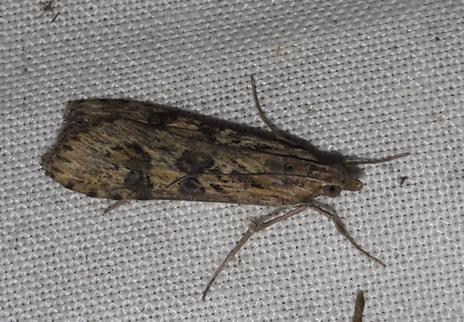 Nomophila noctuella - közönséges vándormoly