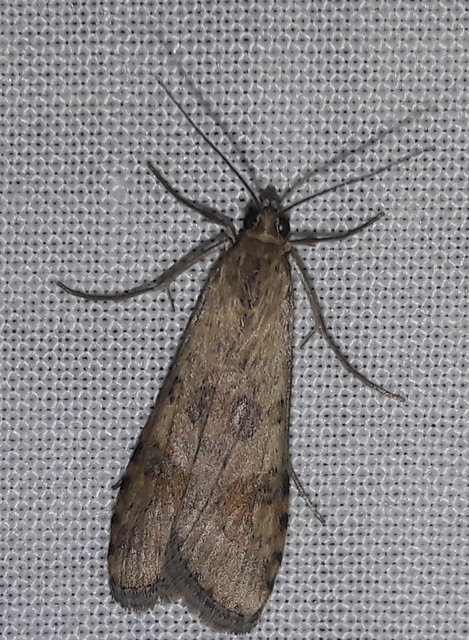 Nomophila noctuella - közönséges vándormoly