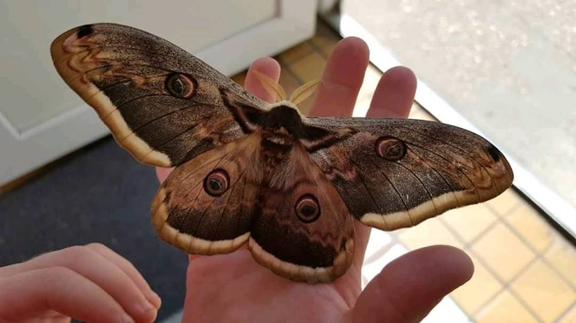 Saturnia pyri - nagy pávaszem