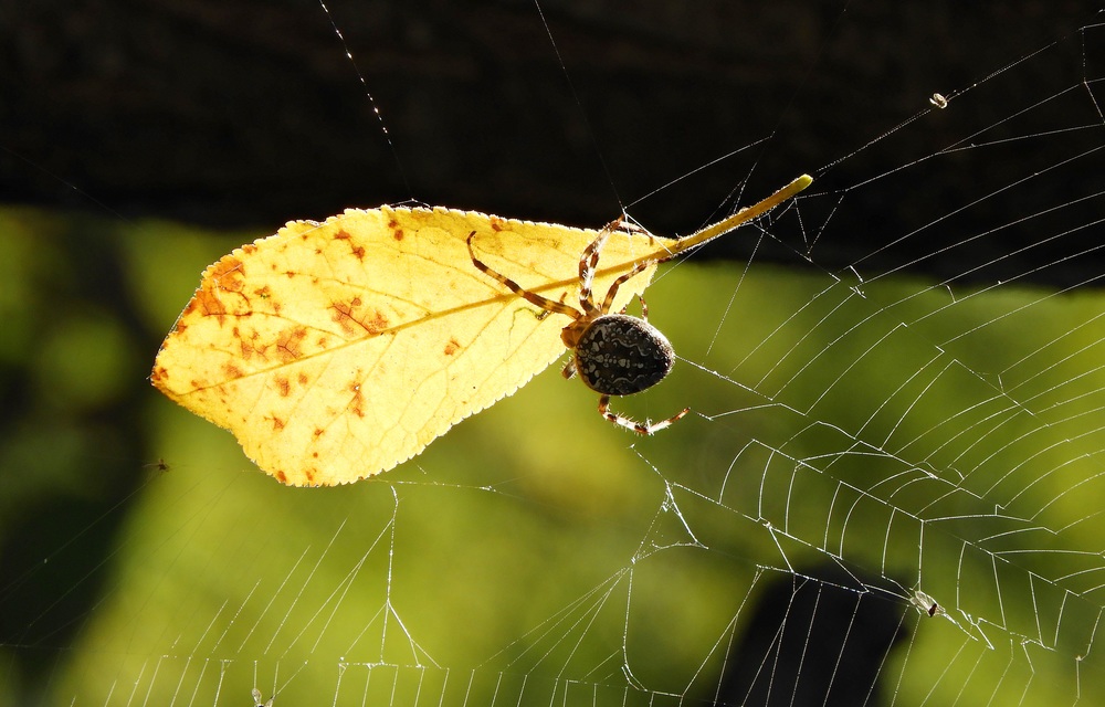 Araneus diadematus - koronás keresztespók
