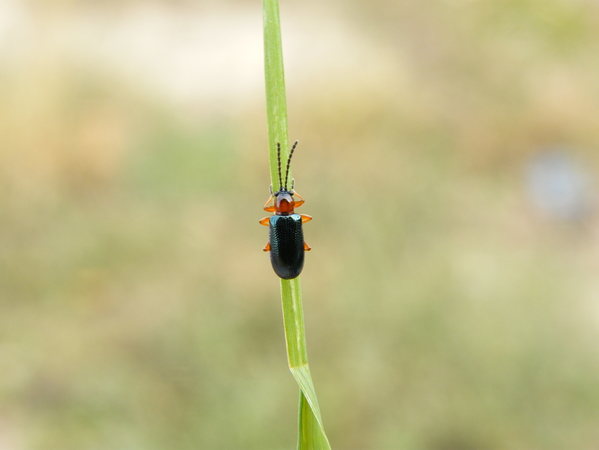 Oulema melanopus/duftschmidi