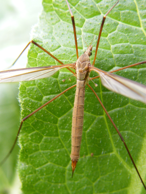Tipula