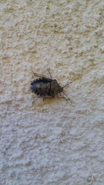 Rhaphigaster nebulosa - bencepoloska