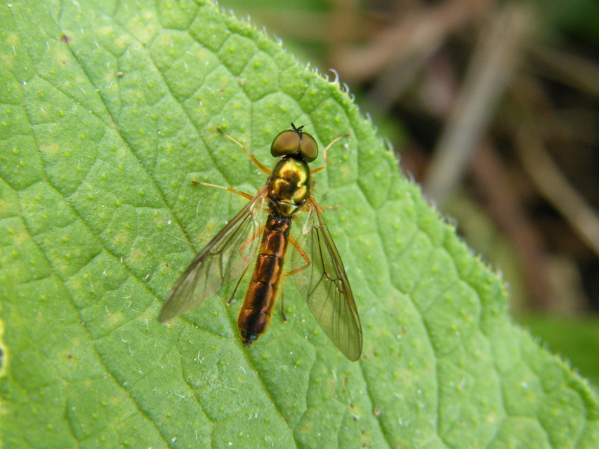 Sargus bipunctatus - kétpettyes fémeslégy