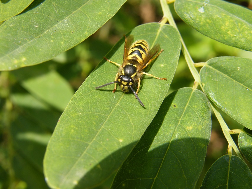 Vespula vulgaris - kecskedarázs