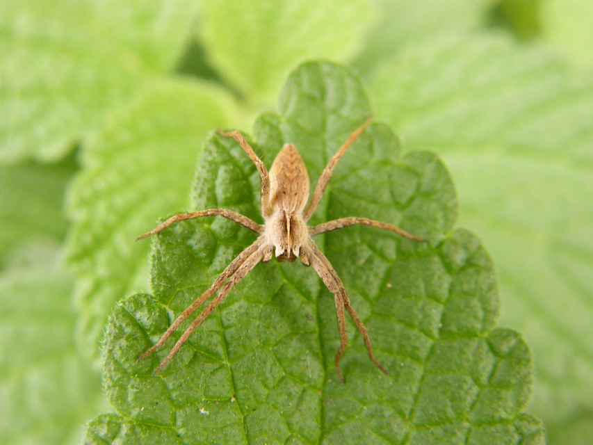 Pisaura mirabilis - csodáspók