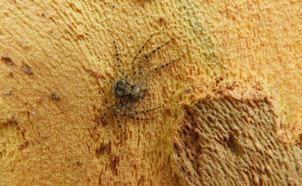 Philodromus poecilus - cifra karolópók