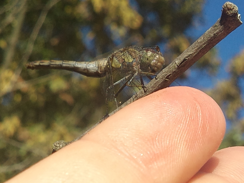 Sympetrum striolatum - harántsávos katona-szitakötő