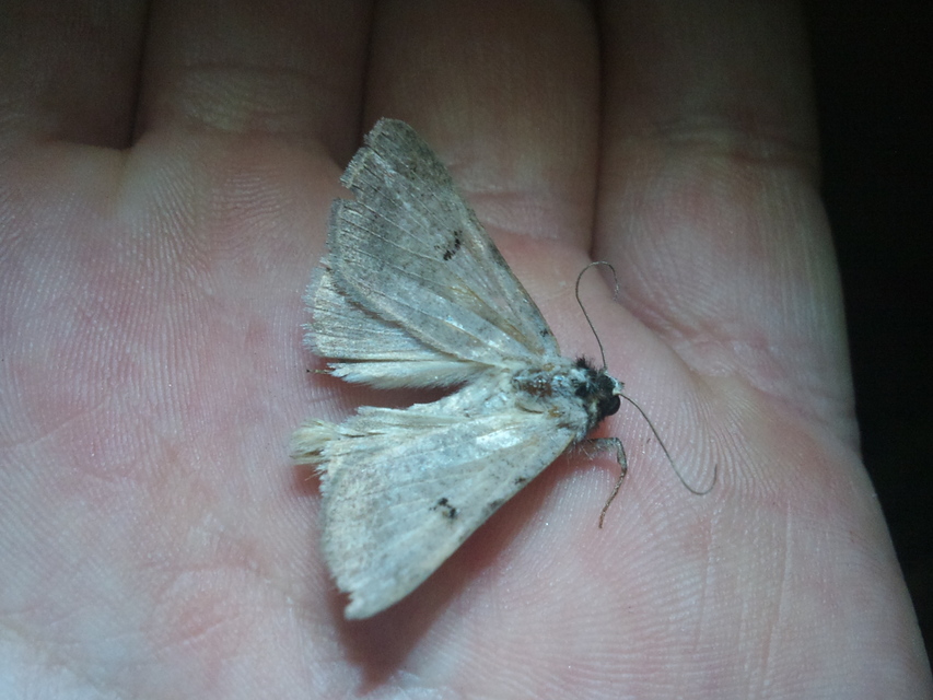 Lygephila craccae - gyakori csüdfűbagoly