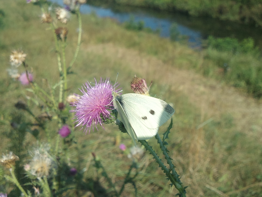 Pieris rapae - répalepke