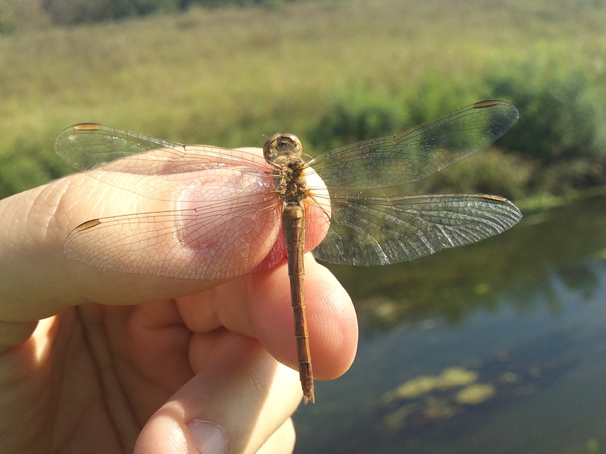 Sympetrum meridionale - fakó katona-szitakötő