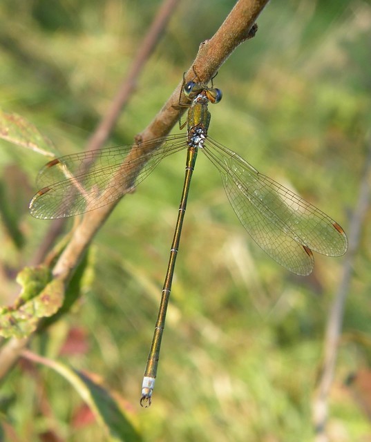 Lestes virens vestalis - kis rablószitakötő