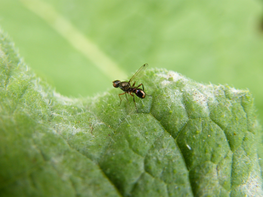 Sepsidae - billegetőlégyfélék