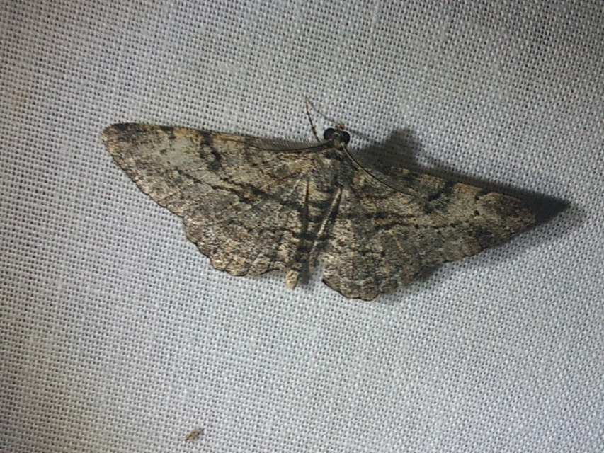 Peribatodes rhomboidaria - ékköves faaraszoló