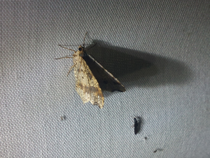 Macaria alternata - közönséges szürkearaszoló